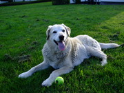 honden foto van shara delvia