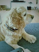 honden foto honden foto van Nienke