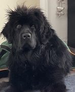 honden foto van Willemijn - baasje van Vika .           Bams  en Ogin   ¥ .