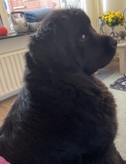 honden foto van Willemijn - baasje van Vika .           Bams  en Ogin   ¥ .