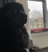 honden foto van Willemijn - baasje van Vika .           Bams  en Ogin   ¥ .