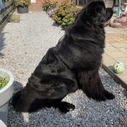 honden foto van Willemijn - baasje van Vika .           Bams  en Ogin   ¥ .
