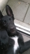 honden foto van Jolande 