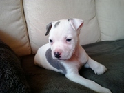 honden foto van Roel 