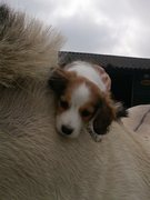 honden foto van Lianne en Hinke