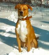 honden foto van shashen