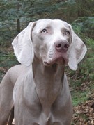 honden foto van F v.d.velde