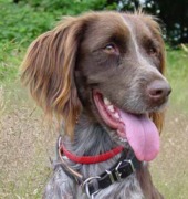 honden foto van Heidewachtel