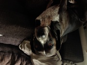 honden foto van Sandra & Peter