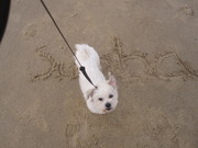 honden foto van Karolien