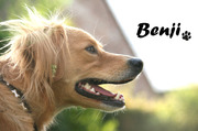 honden foto van Kim