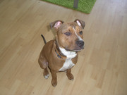 honden foto van Kevin