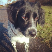 honden foto van Kimberley en Beauwie 