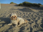 honden foto van marie