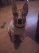 honden foto van Jackfrutsel