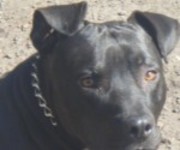 honden foto van Johan