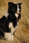 honden foto van Pascal & Milo