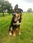 honden foto van Gozer