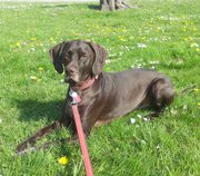 honden foto van Marleen & Liza