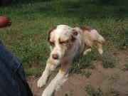 honden foto van Daisy