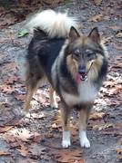 honden foto van Suzanne