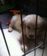 honden foto van Emma