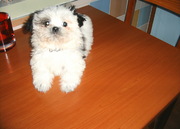 honden foto van Trijnie