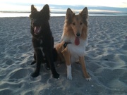 honden foto van samantha