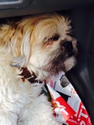 honden foto van Soor & Mocha