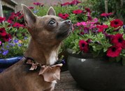 honden foto van dulceseairra