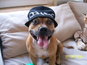 honden foto van rob van neerven