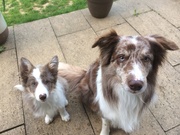 honden foto van ellen