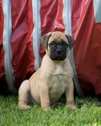 honden foto van Kimberley