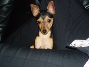 honden foto van Marijke Siebeling