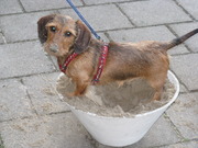 honden foto van Marina