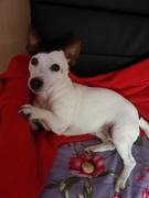 honden foto van Nikita