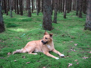 honden foto honden foto van tommy