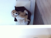 honden foto honden foto van floor