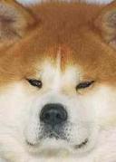 honden foto van Rob Ungerer