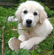 honden foto van Sophia&Saartje