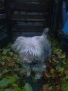 honden foto honden foto van daniel