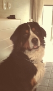 honden foto honden foto van Grace Moran