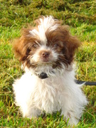 honden foto van Bentley