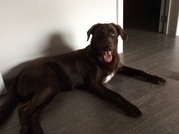 honden foto van evelien h.