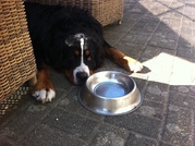 honden foto van ivo