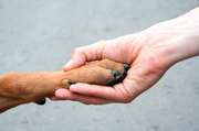honden foto van AnimaLibera