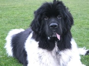 honden foto van Amber