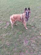 honden foto honden foto van Anke