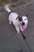 honden foto van Isabeau