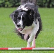 honden foto van Mickey